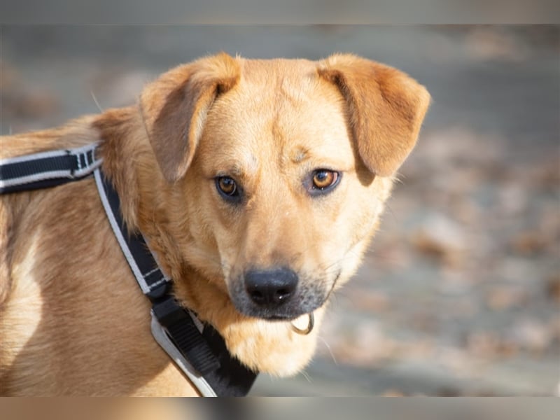 Verschmuster Tierheimhund Djushes❤️sucht seine Herzensmenschen