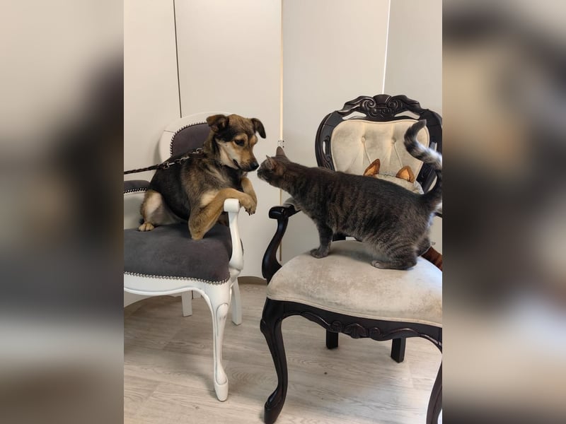 Greys ❤️ eine besondere Hündin sucht besondere Menschen