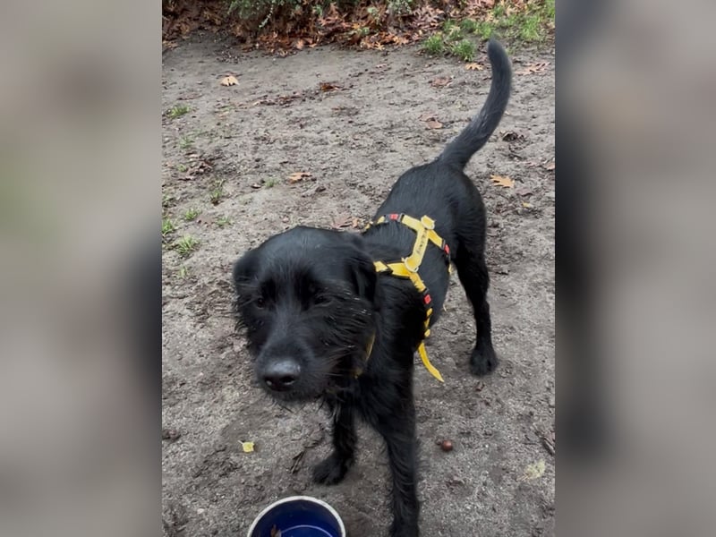 Palfy ❤️ junge, sportliche Hündin mit ganz viel Charme und Persönlichkeit sucht ihre Menschen