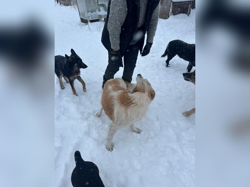 Ruhiger Alf ❤️ sucht Pflege- oder Endstelle