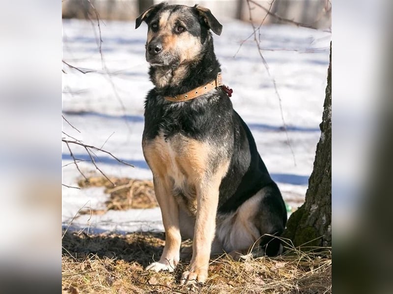 Ruhe und Liebe: Lisa❤️sucht ein warmes Körbchen