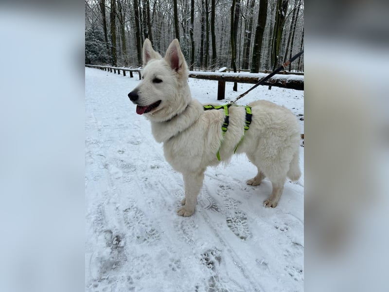 Freundliche Tierschutzhündin Esta  ❤️ in 22085 Hamburg