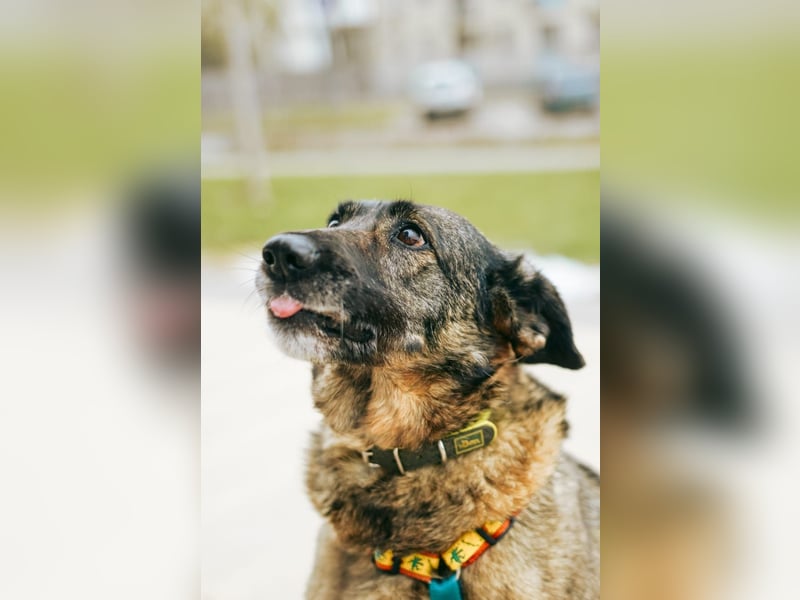 Zauberhafte Zoe ❤️ aus dem Tierschutz sucht ihr Zuhause