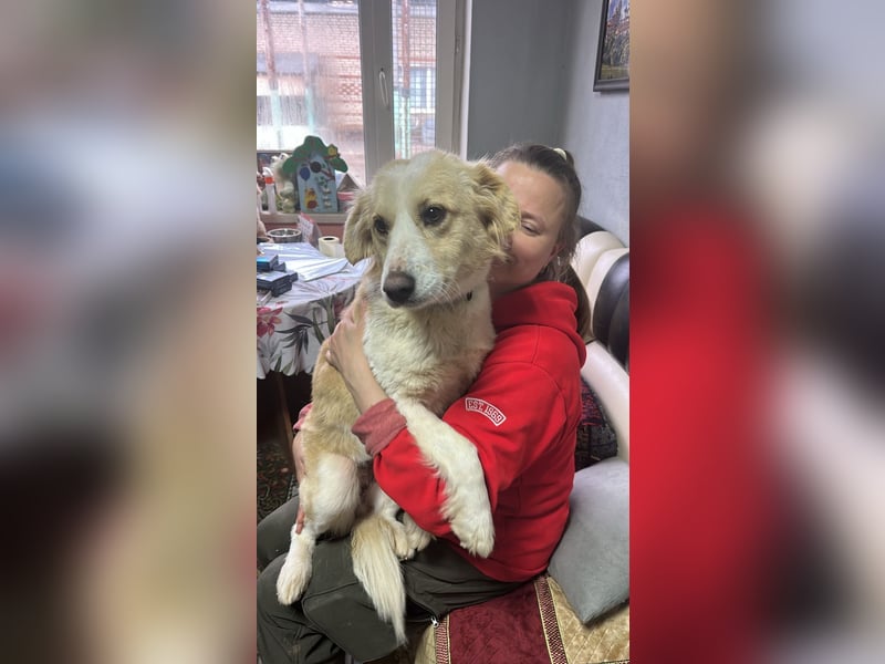 Menschenbezogene und ausgeglichene Hündin Leyla ❤️ sucht ihr Zuhause