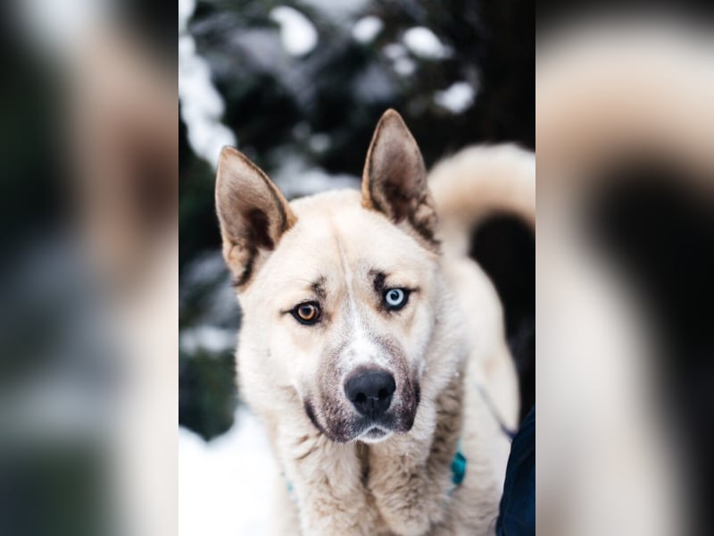 Tierschutzhund Gorbi❤️auf Pflegestelle in 87648 Aitrang