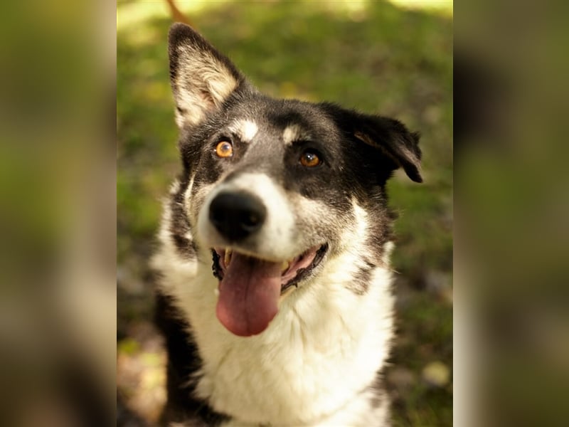 Bobby ❤️ möchte endlich das Tierheim gegen eine Familie tauschen