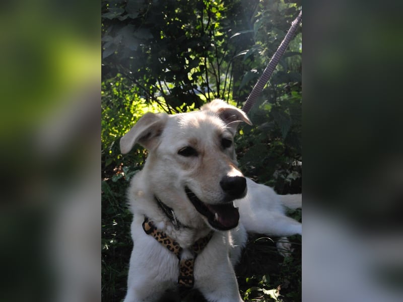 Assol ❤️ sanfte Seele sucht freundliches Zuhause