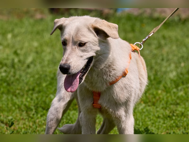 Tamar❤️ Liebevolle Hündin sucht ein Zuhause voller Geborgenheit