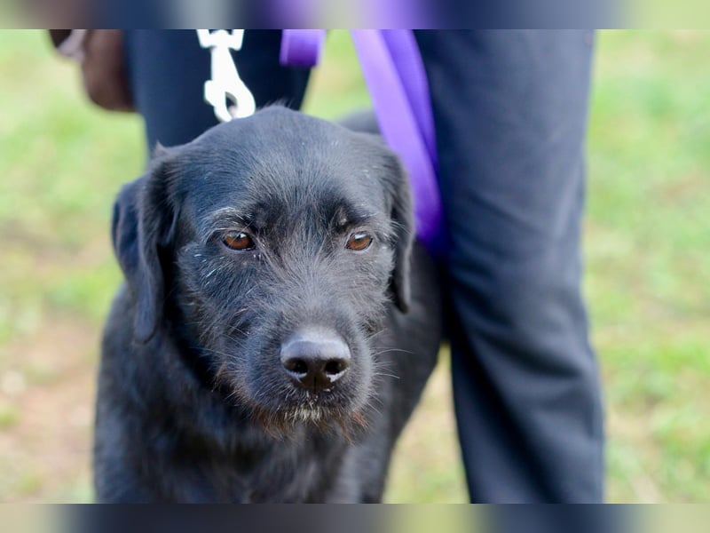 Palfy ❤️ junge, sportliche Hündin mit ganz viel Charme und Persönlichkeit sucht ihre Menschen
