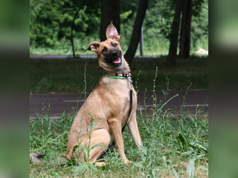 Cherry ❤️ freundliche und liebevolle Knutschkugel sucht Zuhause