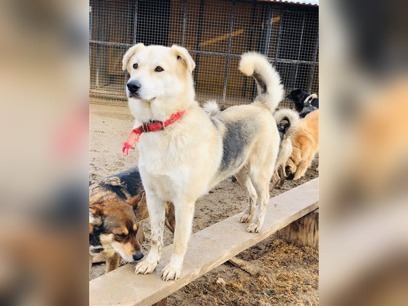 Rem❤️sucht seine eigene Familie