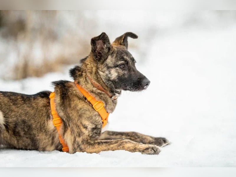 Aktive und lebensfrohe Junghündin Mia ❤️ sucht ein Zuhause mit Bewegung
