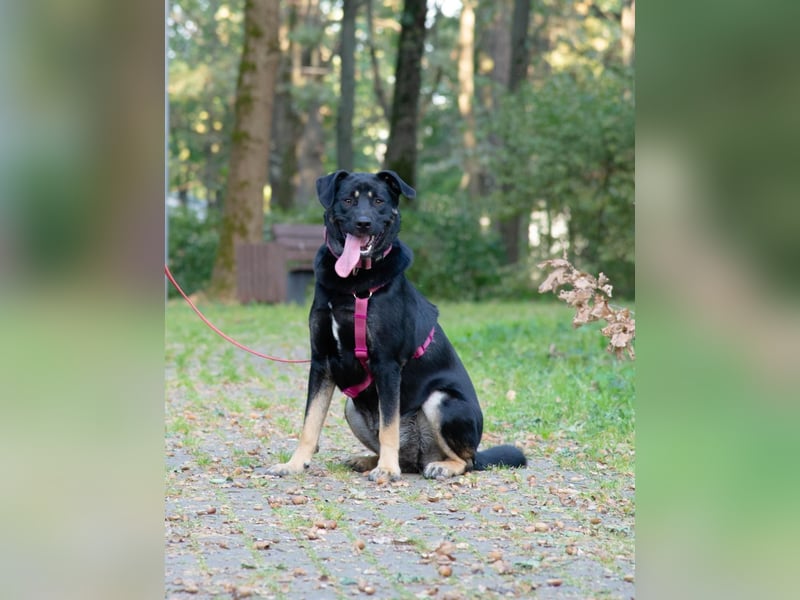 Ruta ❤️ aktive junge Hündin mit großem Herz sucht ihr Zuhause