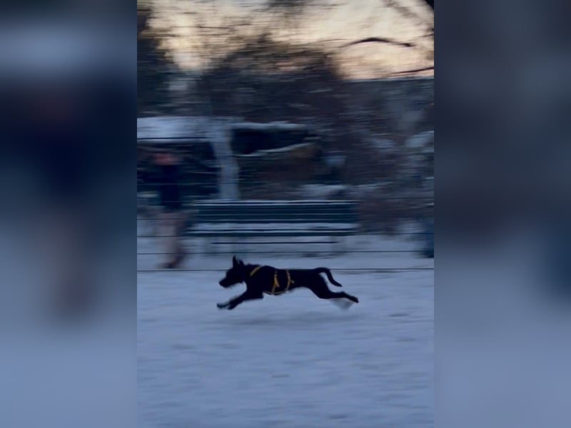 Palfy ❤️ junge, sportliche Hündin mit ganz viel Charme und Persönlichkeit sucht ihre Menschen