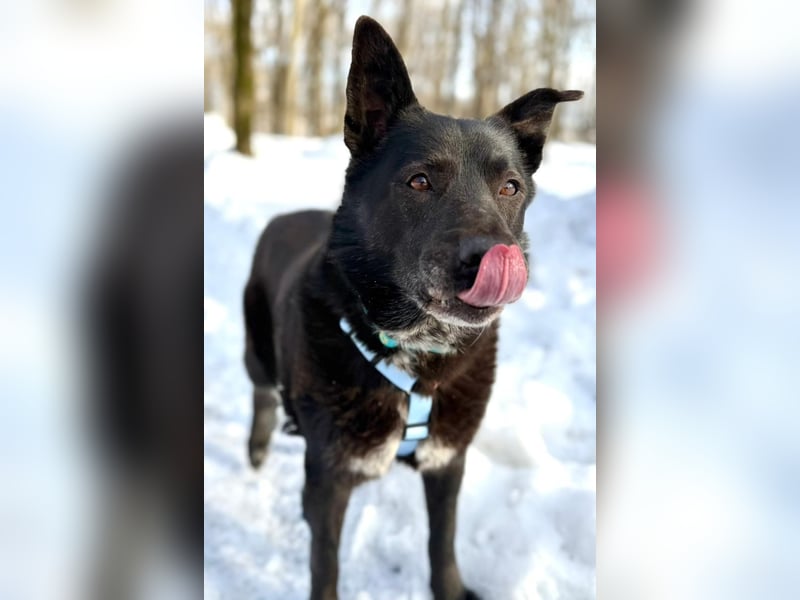 Ikar ❤️ ein ruhiger Gentleman mit großem Herz sucht sein Zuhause