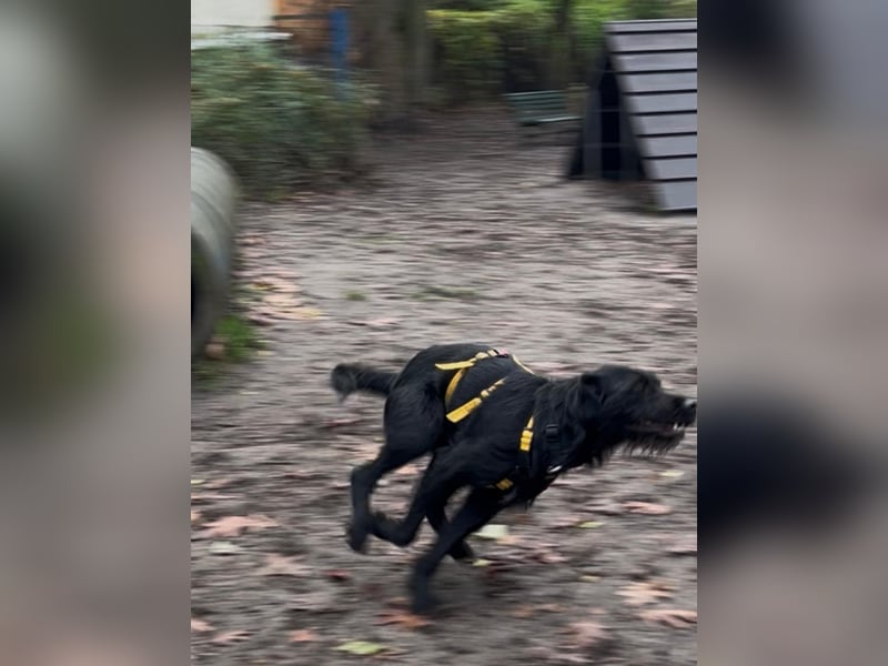 Palfy ❤️ junge, sportliche Hündin mit ganz viel Charme und Persönlichkeit sucht ihre Menschen