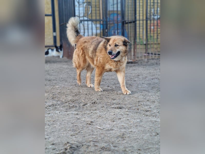 Vita ❤️ Aktive und liebevolle Hündin sucht ein Zuhause