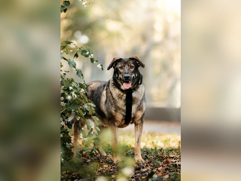 Marik ❤️ souveräner Begleiter mit großem Herz
