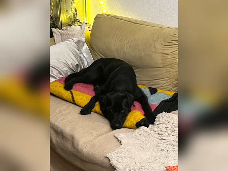 Palfy ❤️ junge, sportliche Hündin mit ganz viel Charme und Persönlichkeit sucht ihre Menschen