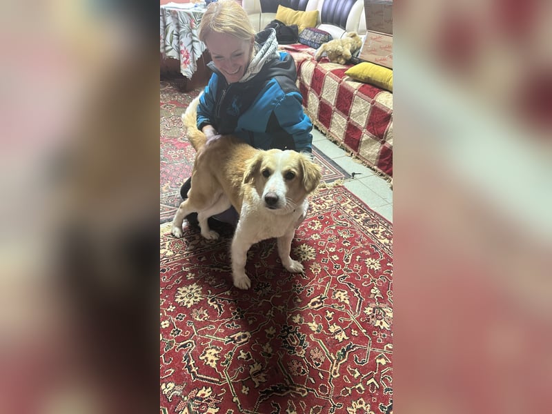 Menschenbezogene und ausgeglichene Hündin Leyla ❤️ sucht ihr Zuhause