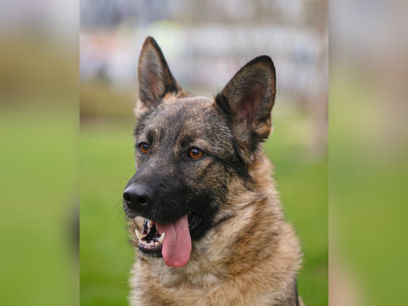 Piper❤️  treue Begleiterin mit großem Herz