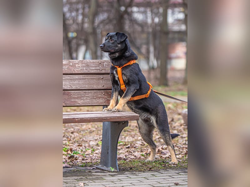 Ruta ❤️ aktive junge Hündin mit großem Herz sucht ihr Zuhause