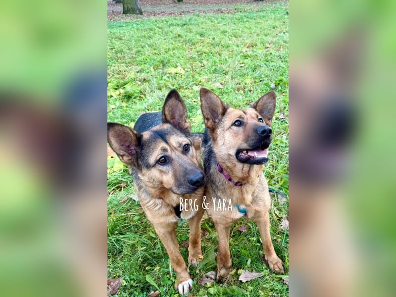 Fröhlicher, sensibler Rüde Berg ❤️ sucht sein Zuhause