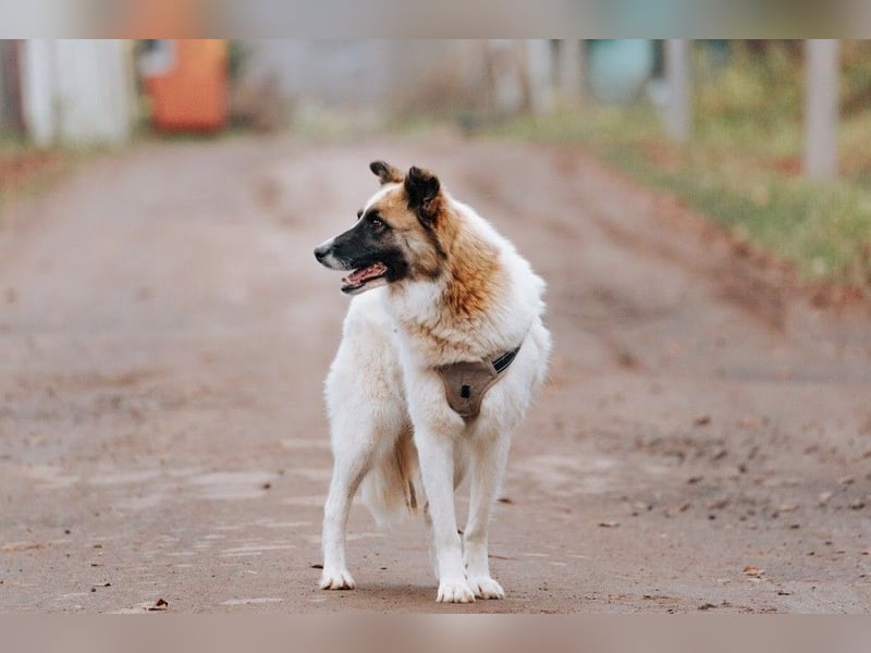 Hübsche Tierschutzmaus Busya ❤️ sucht ein liebevolles Zuhause