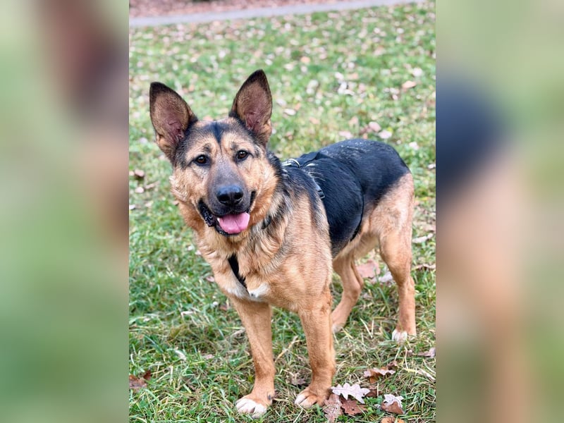 Fröhlicher, sensibler Rüde Berg ❤️ sucht sein Zuhause