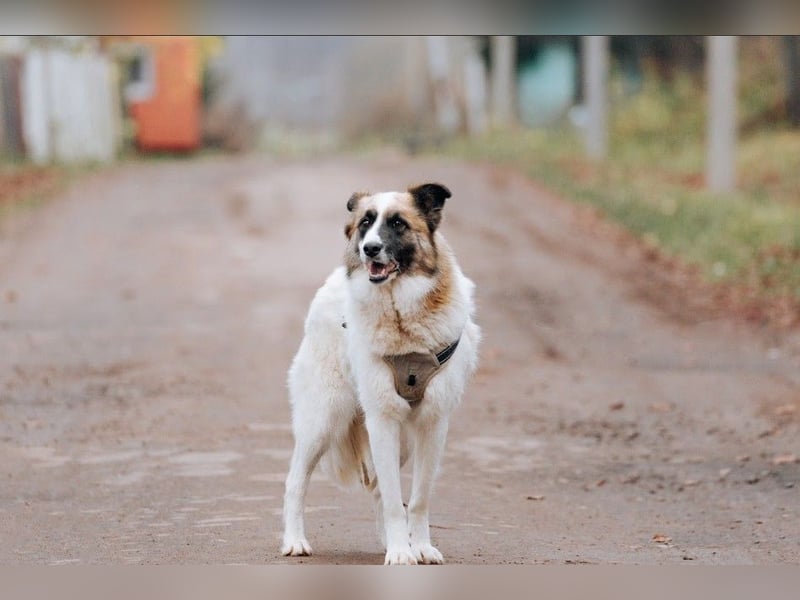 Hübsche Tierschutzmaus Busya ❤️ sucht ein liebevolles Zuhause