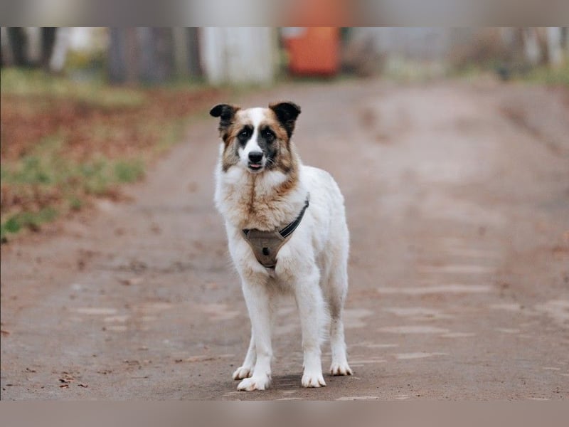 Hübsche Tierschutzmaus Busya ❤️ sucht ein liebevolles Zuhause