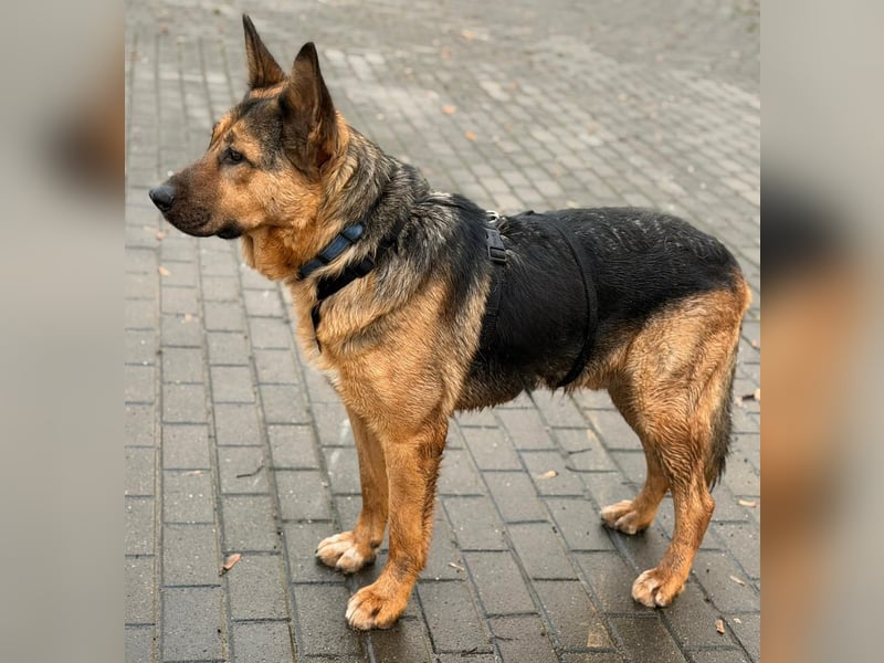 Fröhlicher, sensibler Rüde Berg ❤️ sucht sein Zuhause