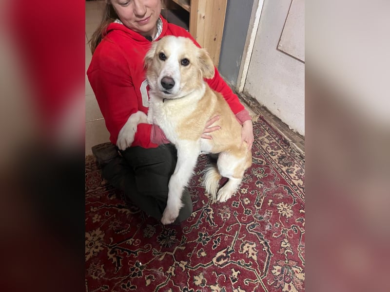 Menschenbezogene und ausgeglichene Hündin Leyla ❤️ sucht ihr Zuhause