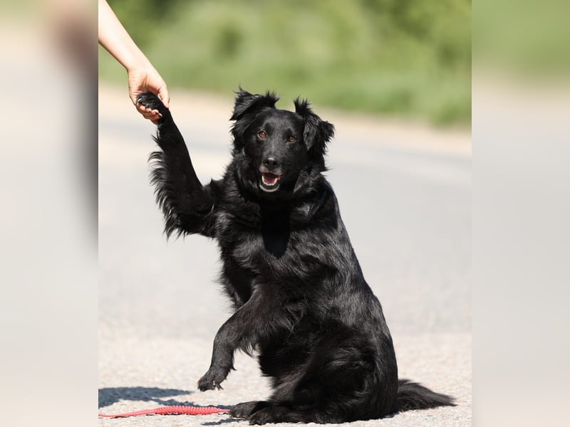 Wundervoller Tierschutzrüde Black Jack ❤️ aus Russland sucht liebevolles Zuhause