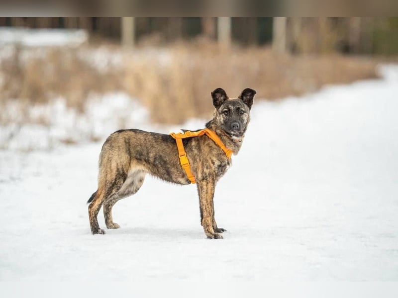 Aktive und lebensfrohe Junghündin Mia ❤️ sucht ein Zuhause mit Bewegung