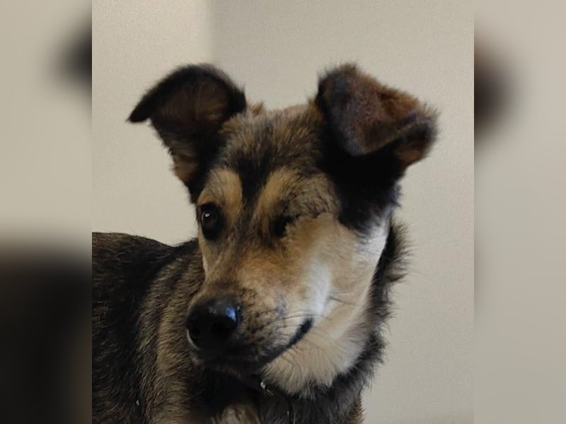 Treue Seele Bonnie ❤️ aus dem Tierschutz in 87648 Aitrang