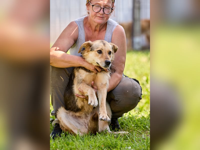 Nova ❤️ Freundliche Hündin sucht ein Zuhause