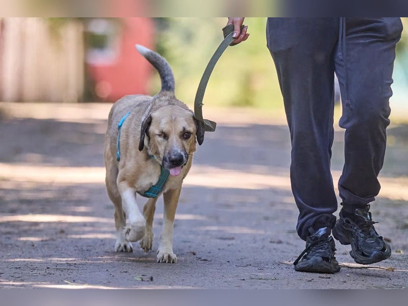 Sanfter William ❤️(3 Jahre) sucht einen ruhigen Platz