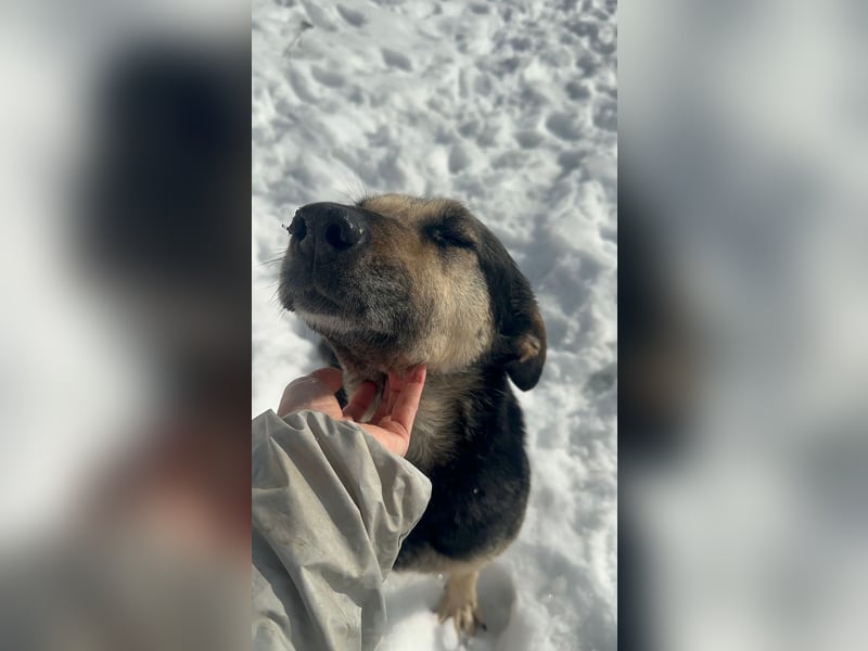 Ruhe und Liebe: Lisa❤️sucht ein warmes Körbchen