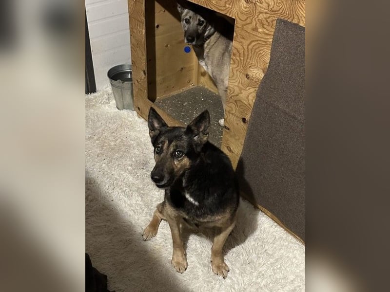 Ruhige Asya ❤️ sucht ein Zuhause mit Hundegesellschaft