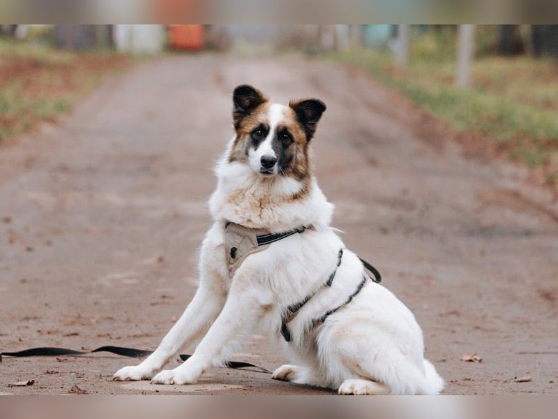 Hübsche Tierschutzmaus Busya ❤️ sucht ein liebevolles Zuhause