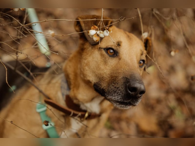 Anhänglicher Tierschutzrüde Mars ❤️ sucht ruhiges Zuhause