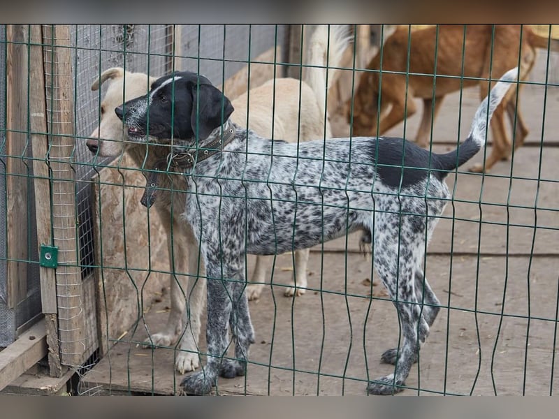 Piggy ❤️ - Aktiver Mischlingsrüde sucht seine Menschen