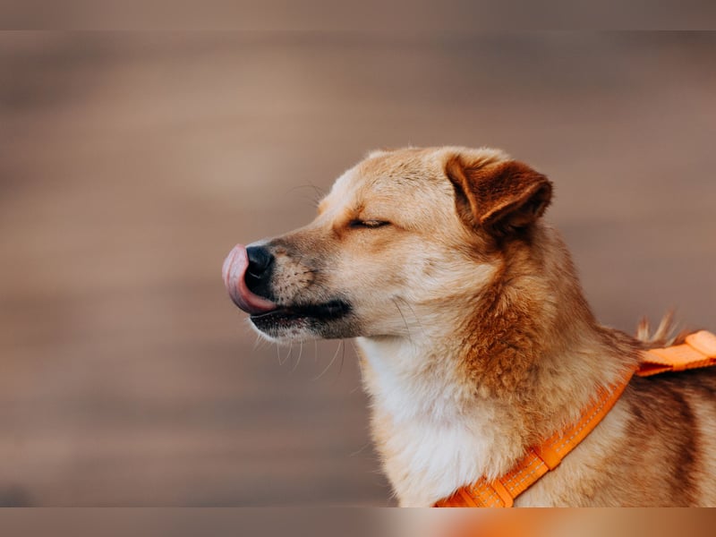 Dunya ❤️ Fröhliche Junghündin sucht ein liebevolles Zuhause
