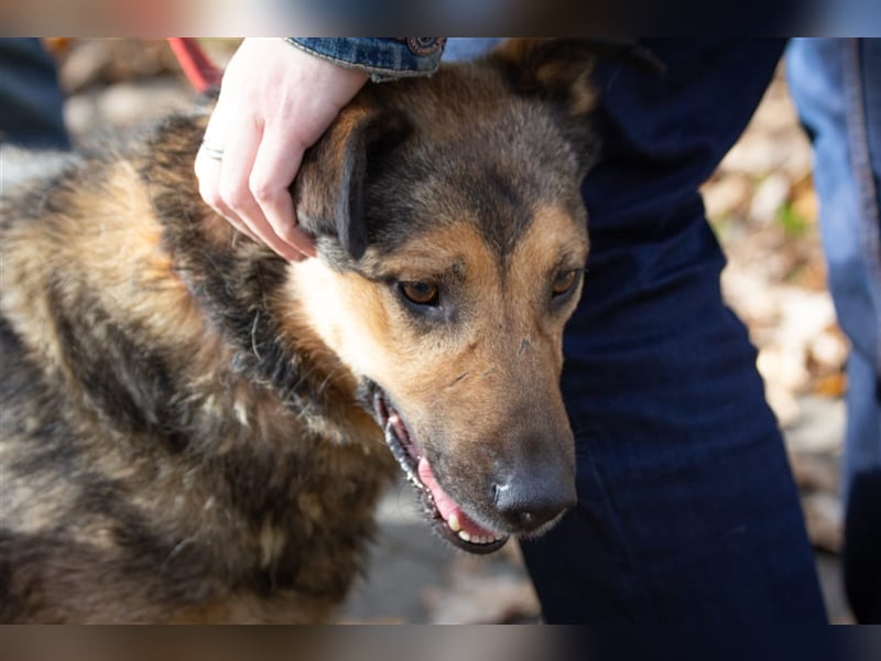 Sanfter Traumhund Yasha❤️befindet sich derzeit auf einer Pflegestelle in 83543 Rott am Inn