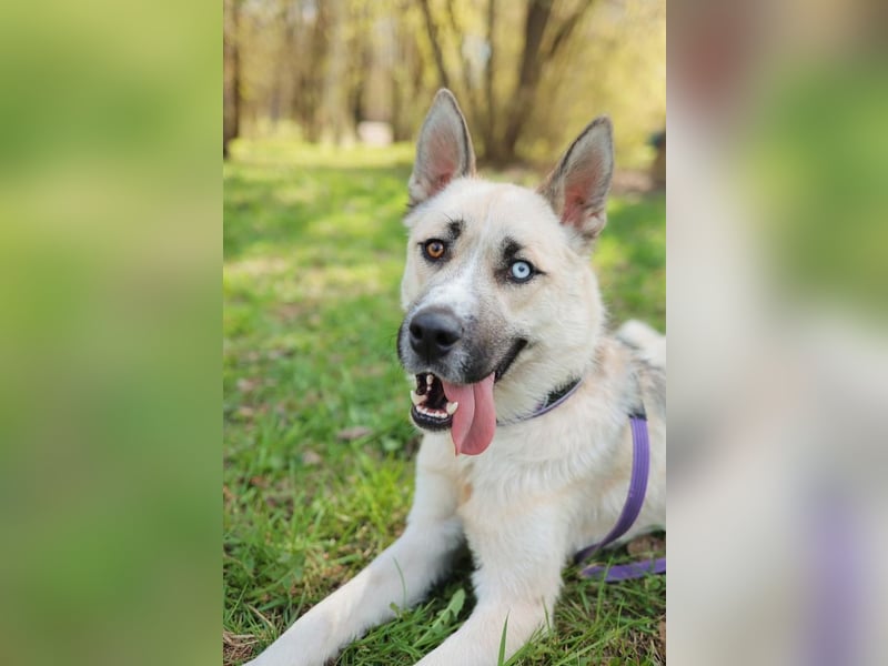 Tierschutzhund Gorbi❤️auf Pflegestelle in 87648 Aitrang
