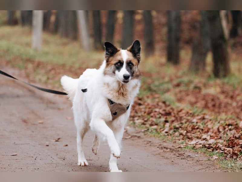 Hübsche Tierschutzmaus Busya ❤️ sucht ein liebevolles Zuhause