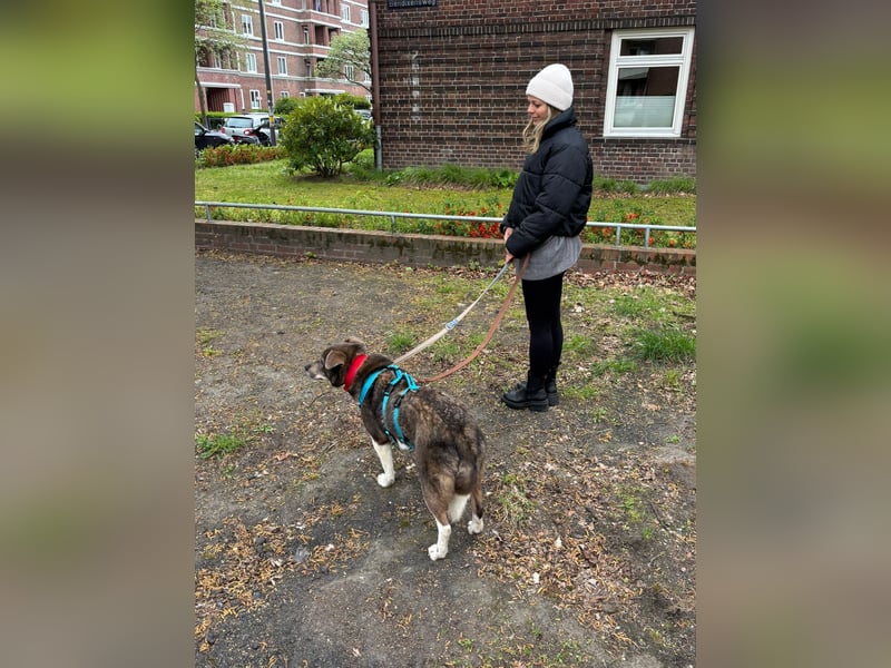 Feine junge Hündin Brownie ❤️ aus dem Tierschutz in 22307 Hamburg