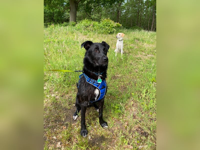 Freundlicher Pechvogel Salem ❤️ in 26817 Rhauderfehn sucht Pflege- oder Endstelle