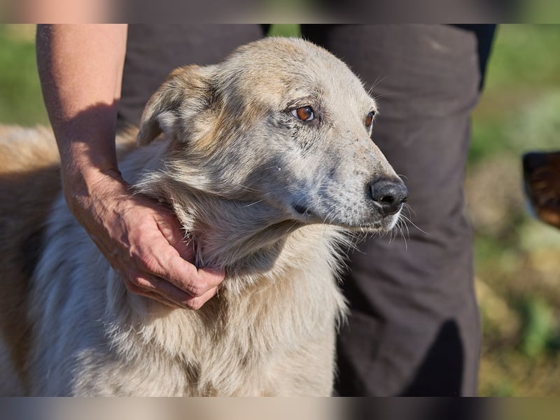 Ruhiger Alf ❤️ sucht Pflege- oder Endstelle